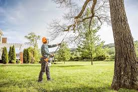 Best Fruit Tree Pruning  in USA